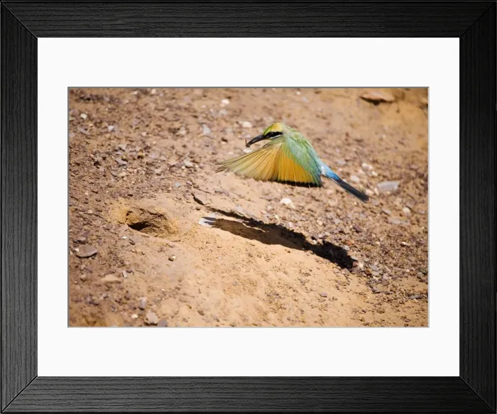 Framed Print : Rainbow Bee-eater flying to nest Nesting in the middle of the Mt Barnett camping ground, Gibb River Road, Kimberley, Western Australia. Inhabits open woodland throughout Australia Framed Print : Rainbow Bee-eater flying to nest Nesting in the middle of the Mt Barnett camping ground, Gibb River Road, Kimberley, Western Australia. Inhabits open woodland throughout Australia