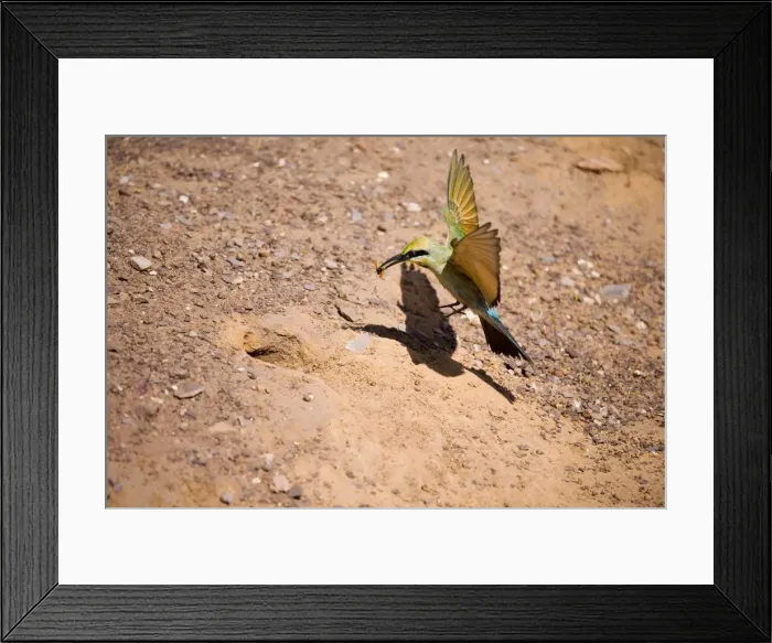 Framed Print : Rainbow Bee-eater flying to nest Nesting in the middle of the Mt Barnett camping ground, Gibb River Road, Kimberley, Western Australia. Inhabits open woodland throughout Australia. Insect in bill is spider wasp Cryptocheilus sp Framed Print : Rainbow Bee-eater flying to nest Nesting in the middle of the Mt Barnett camping ground, Gibb River Road, Kimberley, Western Australia. Inhabits open woodland throughout Australia. Insect in bill is spider wasp Cryptocheilus sp