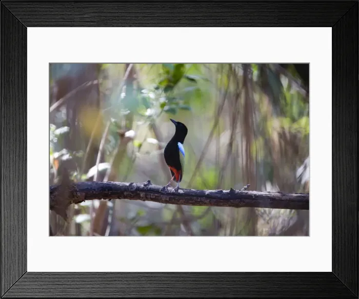Framed Print : Rainbow Pitta - displaying Restricted to the Top End; the far north of the Kimberley and Northern Territory where it inhabits vine thickets and monsoon forests. At Mitchell Plateau, Kimberley, Western Australia Framed Print : Rainbow Pitta - displaying Restricted to the Top End; the far north of the Kimberley and Northern Territory where it inhabits vine thickets and monsoon forests. At Mitchell Plateau, Kimberley, Western Australia