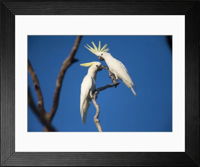 Framed Print : Sulphur-crested Cockatoo This subspecies found in the Kimberley, far north Northern Territory and just into far northwest Queensland. Other subspecies in eastern Australia, New Guinea and the Bismarcks