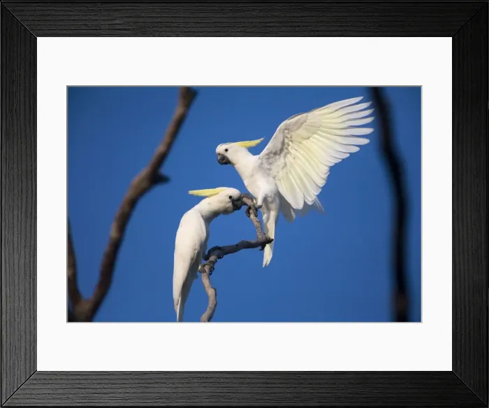 Framed Print : Sulphur-crested Cockatoo This subspecies found in the Kimberley, far north Northern Territory and just into far northwest Queensland. Other subspecies in eastern Australia, New Guinea and the Bismarcks