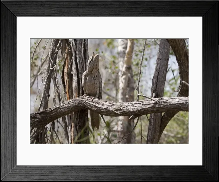 Framed Print : Tawny Frogmouth in camouflage pose Three subspecies in Australia inhabiting open woodland and most other habitat types. Probably Australia's best known nocturnal bird. At the Broome Bird Observatory, Western Australia Framed Print : Tawny Frogmouth in camouflage pose Three subspecies in Australia inhabiting open woodland and most other habitat types. Probably Australia's best known nocturnal bird. At the Broome Bird Observatory, Western Australia