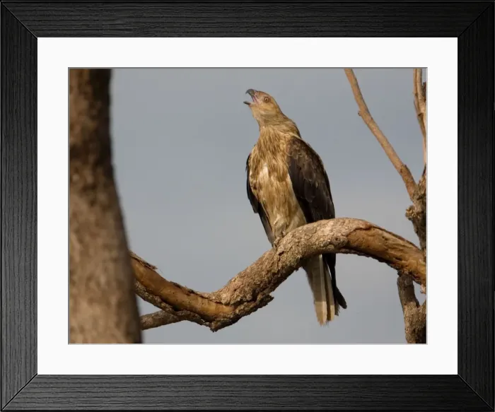 Framed Print : Whistling Kite calling Found throughout most of Australia more commonly in the north. At Mt Barnett, Gibb River Road, Western Australia Framed Print : Whistling Kite calling Found throughout most of Australia more commonly in the north. At Mt Barnett, Gibb River Road, Western Australia