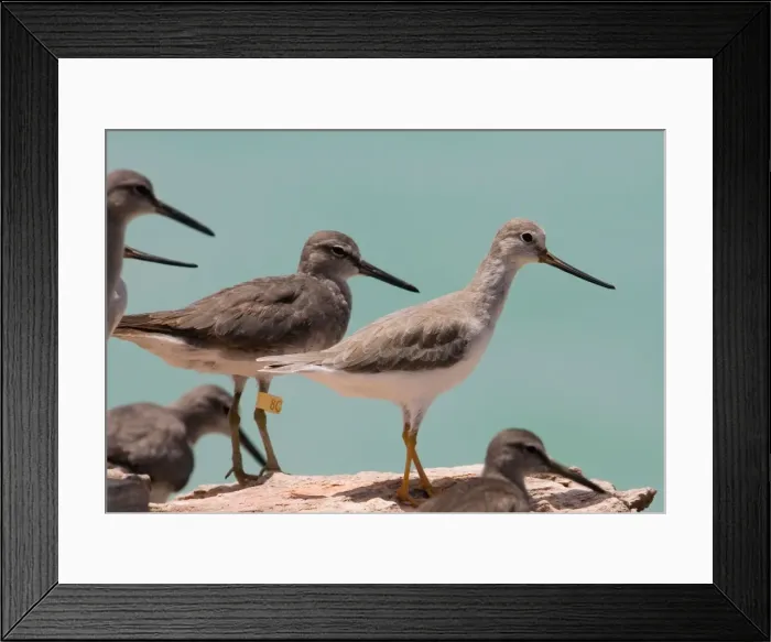 Framed Print : Grey-tailed Tattler and Terek Sandpiper (Tringa (Xenus) cinereus) The Grey-tailed Tattler was leg-flagged at Roebuck Bay, Western Australia where this picture was taken Framed Print : Grey-tailed Tattler and Terek Sandpiper (Tringa (Xenus) cinereus) The Grey-tailed Tattler was leg-flagged at Roebuck Bay, Western Australia where this picture was taken