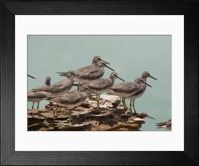 Framed Print : Grey-tailed Tattler flock A winter-plumaged bird at Roebuck Bay near Broome, Western Australia. Breeds in arctic Russia and Siberia and winters in Southeast Asia and Australia Framed Print : Grey-tailed Tattler flock A winter-plumaged bird at Roebuck Bay near Broome, Western Australia. Breeds in arctic Russia and Siberia and winters in Southeast Asia and Australia