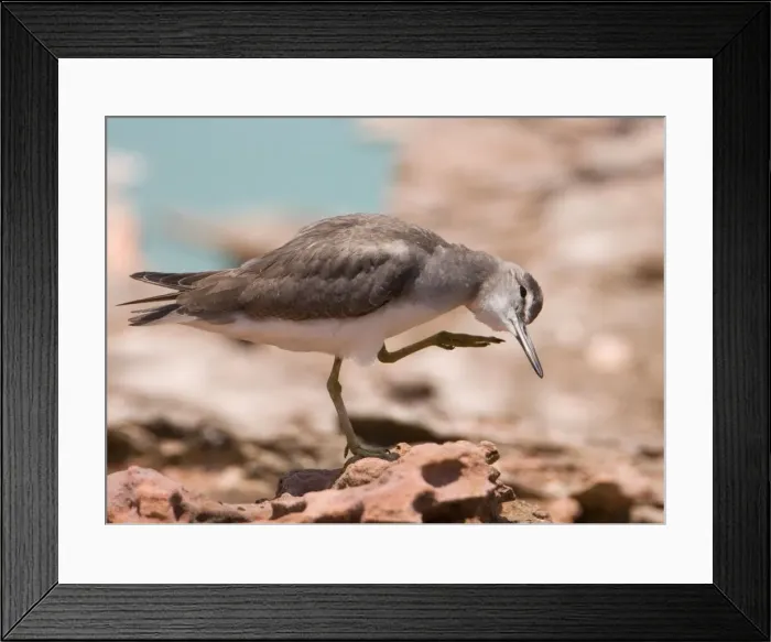 Framed Print : Grey-tailed Tattler head scratching A winter-plumaged bird at Roebuck Bay near Broome, Western Australia. Breeds in arctic Russia and Siberia and winters in Southeast Asia and Australia Framed Print : Grey-tailed Tattler head scratching A winter-plumaged bird at Roebuck Bay near Broome, Western Australia. Breeds in arctic Russia and Siberia and winters in Southeast Asia and Australia