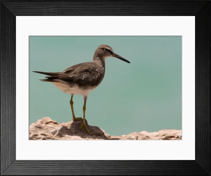 Framed Print : Grey-tailed Tattler A winter-plumaged bird at Roebuck Bay near Broome, Western Australia. Breeds in arctic Russia and Siberia and winters in Southeast Asia and Australia Framed Print : Grey-tailed Tattler A winter-plumaged bird at Roebuck Bay near Broome, Western Australia. Breeds in arctic Russia and Siberia and winters in Southeast Asia and Australia
