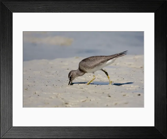 Framed Print : Grey-tailed Tattler probing in mud A winter-plumaged bird at Broome, Western Australia Framed Print : Grey-tailed Tattler probing in mud A winter-plumaged bird at Broome, Western Australia