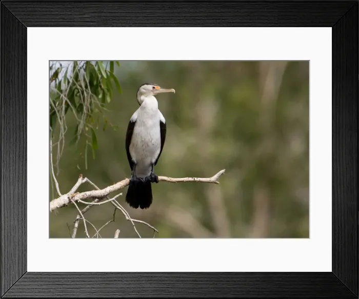 Framed Print : Pied Cormorant Inhabits coastal and inland waterways aorund Australia. At Manning Gorge, Gibb River Road, Kimberley, Western Australia Framed Print : Pied Cormorant Inhabits coastal and inland waterways aorund Australia. At Manning Gorge, Gibb River Road, Kimberley, Western Australia