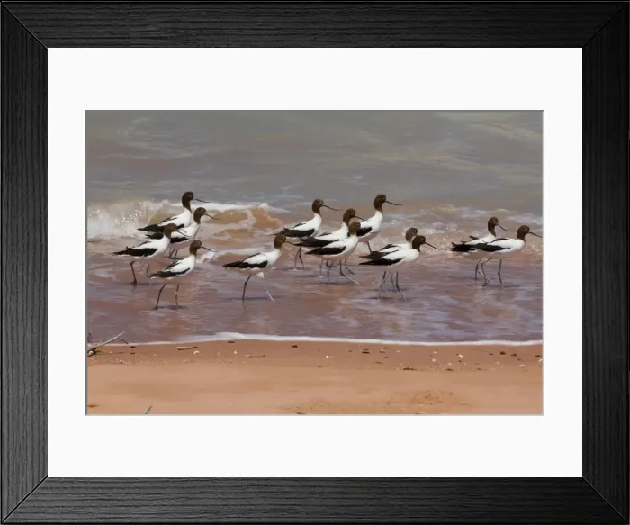 Framed Print : Red-necked Avocets / Australian Avocet at Roebuck Bay Australian endemic. Usually an inland species favouring salt lakes and wetlands particularly in the south west and south central parts of Australia Framed Print : Red-necked Avocets / Australian Avocet at Roebuck Bay Australian endemic. Usually an inland species favouring salt lakes and wetlands particularly in the south west and south central parts of Australia