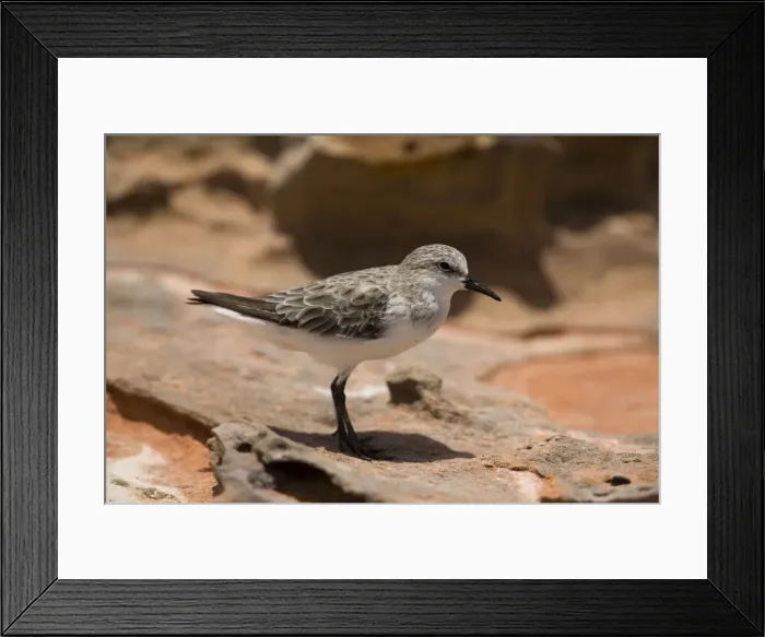 Framed Print : Red-necked Stint - in winter plumage Stints are the smallest waders to migrate to Australia. Breeds high in Russian and Siberian arctic regions and migrates to South-east Asia and Australasia. At Roebuck Bay near Broome, Western Australia Framed Print : Red-necked Stint - in winter plumage Stints are the smallest waders to migrate to Australia. Breeds high in Russian and Siberian arctic regions and migrates to South-east Asia and Australasia. At Roebuck Bay near Broome, Western Australia