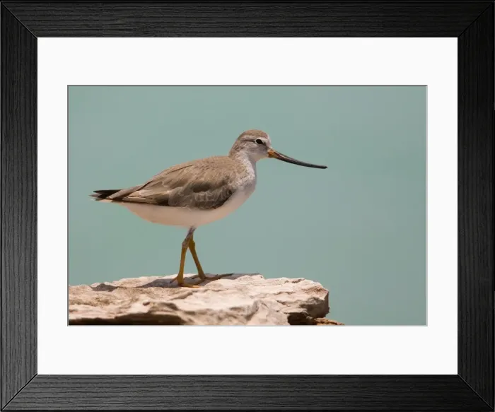 Framed Print : Terek Sandpiper in winter plumage Breeds across northern Europe and Asia and winters around African shores and across to Australasia. At Roebuck Bay near Broome, Western Australia Framed Print : Terek Sandpiper in winter plumage Breeds across northern Europe and Asia and winters around African shores and across to Australasia. At Roebuck Bay near Broome, Western Australia