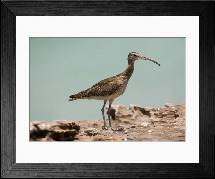 Framed Print : Whimbrel A circumpolar breeder in the high northern latitudes. Winters throughout the Southern Hemisphere. At Roebuck Bay, Western Australia Framed Print : Whimbrel A circumpolar breeder in the high northern latitudes. Winters throughout the Southern Hemisphere. At Roebuck Bay, Western Australia