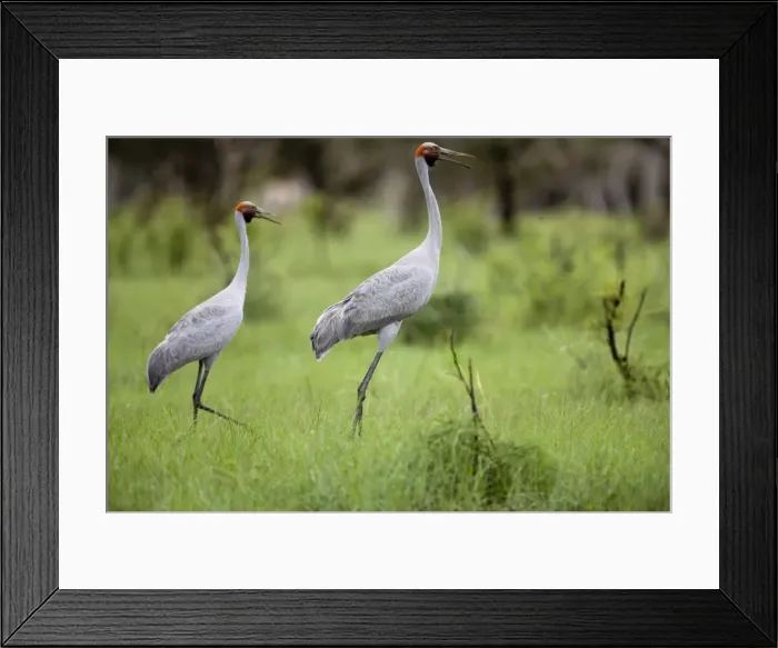 Framed Print : Brolgas - This male was stretched up tall emphasising size disparity between male and female. Near Gibb River Road, Kimberley, Western Australia Framed Print : Brolgas - This male was stretched up tall emphasising size disparity between male and female. Near Gibb River Road, Kimberley, Western Australia