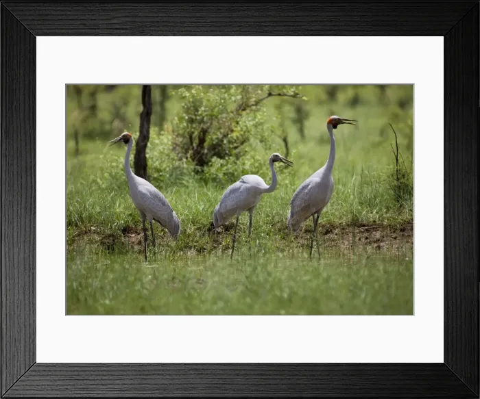 Framed Print : Brolgas - A family party. Near Gibb River Road, Kimberley, Western Australia Framed Print : Brolgas - A family party. Near Gibb River Road, Kimberley, Western Australia
