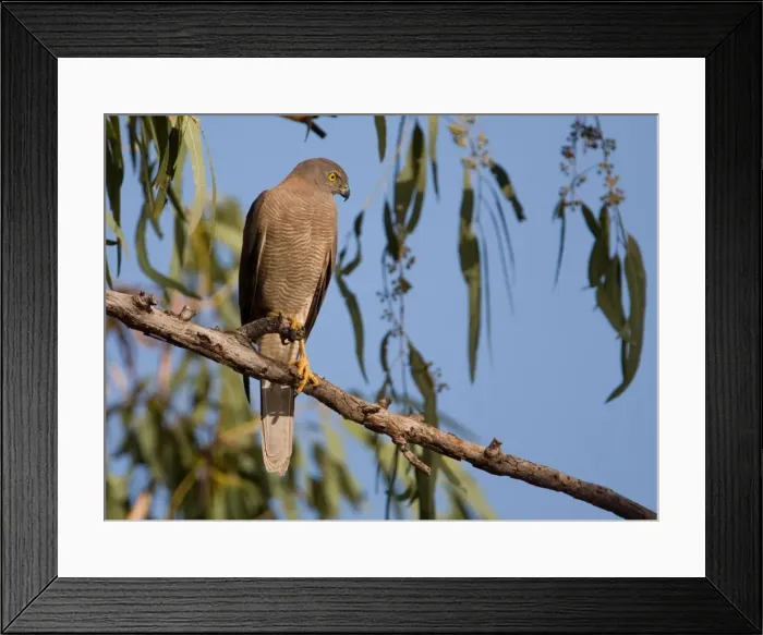 Framed Print : Brown Goshawk At Mt Barnett, Gibb River Road, Kimberley, Western Australia Framed Print : Brown Goshawk At Mt Barnett, Gibb River Road, Kimberley, Western Australia