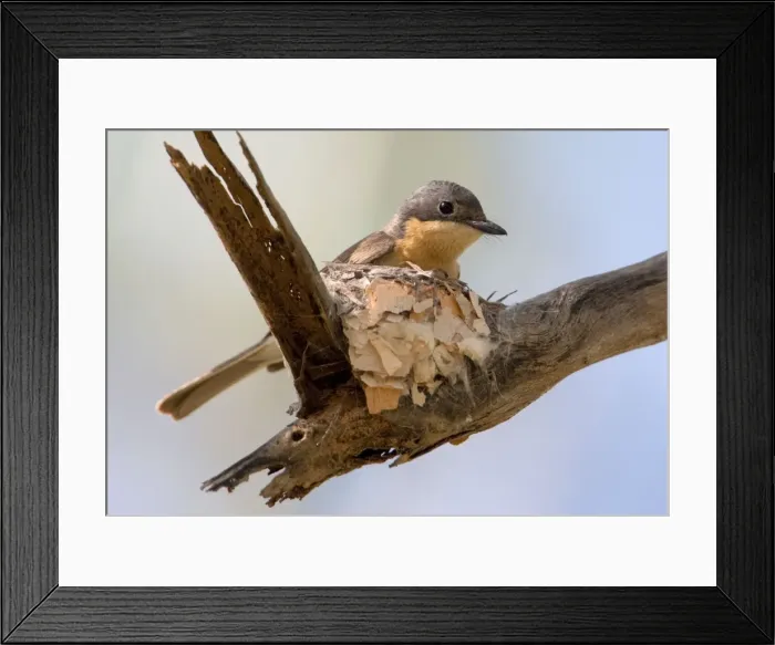 Framed Print : Leaden Flycatcher - female at nest This subspecies found in woodland near water, dense riverside vegetation, mangroves and rainforest edges from the Kimberley across the far north of Northern Territory and just into Queensland Framed Print : Leaden Flycatcher - female at nest This subspecies found in woodland near water, dense riverside vegetation, mangroves and rainforest edges from the Kimberley across the far north of Northern Territory and just into Queensland