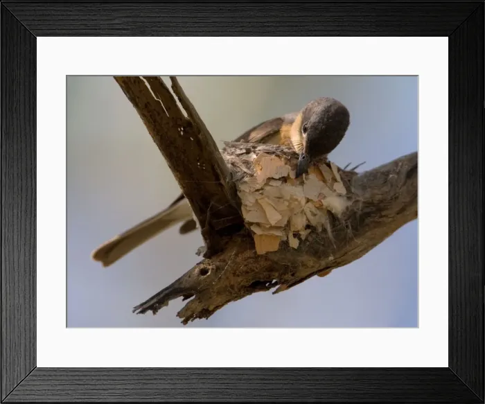 Framed Print : Leaden Flycatcher - female building nest This subspecies found in woodland near water, dense riverside vegetation, mangroves and rainforest edges from the Kimberley across the far north of Northern Territory and just into Queensland Framed Print : Leaden Flycatcher - female building nest This subspecies found in woodland near water, dense riverside vegetation, mangroves and rainforest edges from the Kimberley across the far north of Northern Territory and just into Queensland