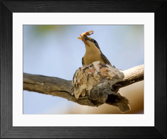 Framed Print : Leaden Flycatcher - female building nest This subspecies found in woodland near water, dense riverside vegetation, mangroves and rainforest edges from the Kimberley across the far north of Northern Territory and just into Queensland Framed Print : Leaden Flycatcher - female building nest This subspecies found in woodland near water, dense riverside vegetation, mangroves and rainforest edges from the Kimberley across the far north of Northern Territory and just into Queensland