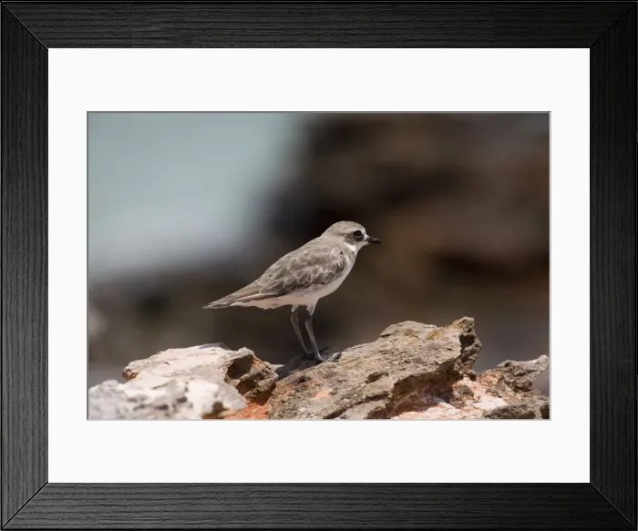 Framed Print : Lesser Sand Plover / Lesser Sandplover / Mongolian Dotterel - in winter plumage Waiting out a high tide on rocks at Roebuck Bay near Broome, Western Australia Framed Print : Lesser Sand Plover / Lesser Sandplover / Mongolian Dotterel - in winter plumage Waiting out a high tide on rocks at Roebuck Bay near Broome, Western Australia
