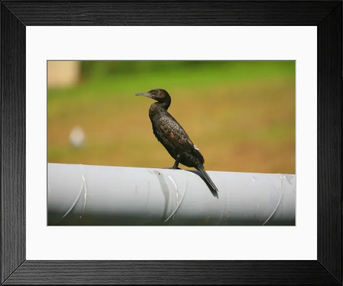 Framed Print : Little Black Cormorant This is a freshwater cormorant but sometimes seen along the coast. Perched on a pipe crossing the Opanuku Stream, Henderson, Auckland, New Zealand Framed Print : Little Black Cormorant This is a freshwater cormorant but sometimes seen along the coast. Perched on a pipe crossing the Opanuku Stream, Henderson, Auckland, New Zealand