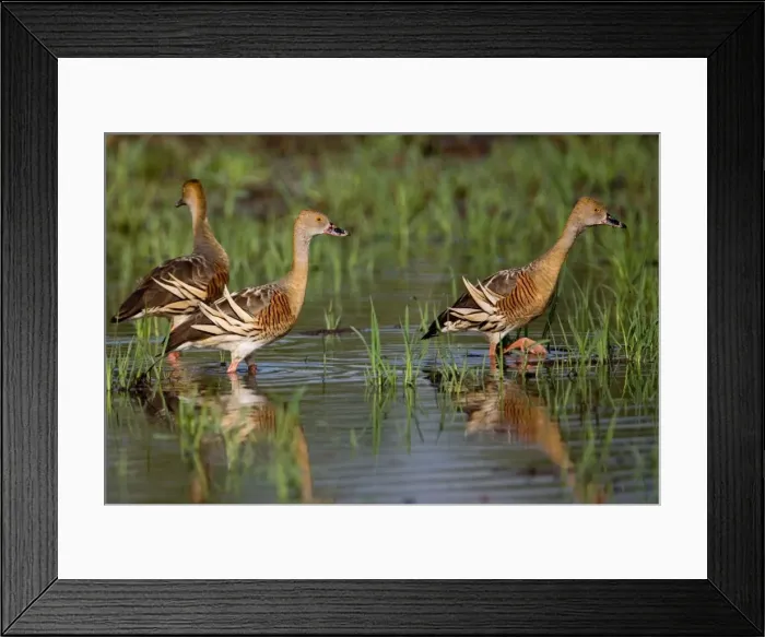 Framed Print : Plumed Whistling-Ducks At a flooded grassland by the Gibb River Road, Kimberley, Western Australia Framed Print : Plumed Whistling-Ducks At a flooded grassland by the Gibb River Road, Kimberley, Western Australia