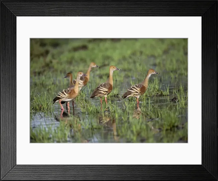Framed Print : Plumed Whistling-Ducks At a flooded grassland by the Gibb River Road, Kimberley, Western Australia Framed Print : Plumed Whistling-Ducks At a flooded grassland by the Gibb River Road, Kimberley, Western Australia