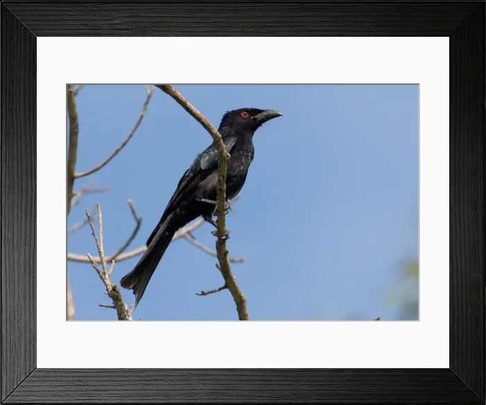 Framed Print : Spangled Drongo At Little Merten's Falls, Mitchell Plateau, Western Australia Framed Print : Spangled Drongo At Little Merten's Falls, Mitchell Plateau, Western Australia