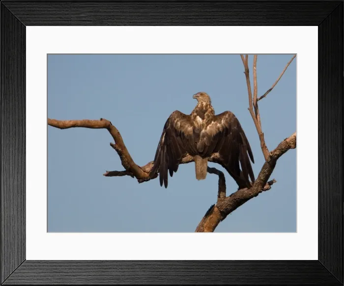 Framed Print : Whistling Kite sunbathing Found throughout most of Australia more commonly in the north. At Mt Barnett, Gibb River Road, Western Australia Framed Print : Whistling Kite sunbathing Found throughout most of Australia more commonly in the north. At Mt Barnett, Gibb River Road, Western Australia