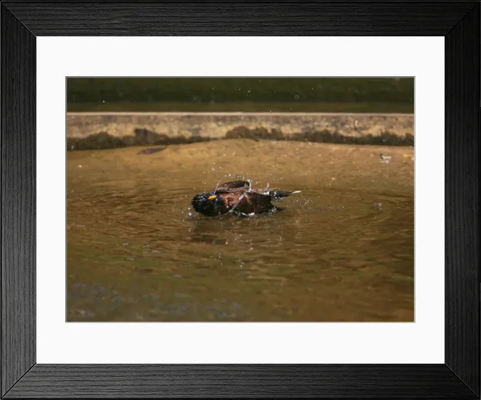 Framed Print : Common Myna - bathing in a stream in Henderson, New Zealand. An introduced pest now common in the top half of the North Island Framed Print : Common Myna - bathing in a stream in Henderson, New Zealand. An introduced pest now common in the top half of the North Island