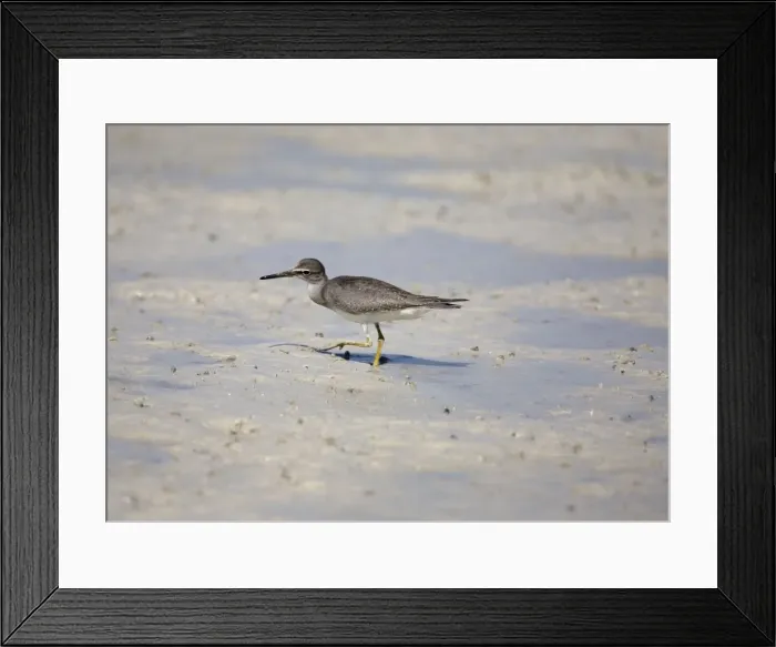 Framed Print : Grey-tailed Tattler - peering sideways A winter-plumaged bird at Broome, Western Australia. Breeds in arctic Russia and Siberia and winters in Southeast Asia and Australia Framed Print : Grey-tailed Tattler - peering sideways A winter-plumaged bird at Broome, Western Australia. Breeds in arctic Russia and Siberia and winters in Southeast Asia and Australia