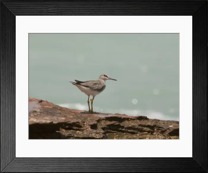 Framed Print : Grey-tailed Tattler - winter-plumaged bird with leg flag A winter-plumaged bird at Roebuck Bay near Broome, Western Australia. Breeds in arctic Russia and Siberia and winters in Southeast Asia and Australia Framed Print : Grey-tailed Tattler - winter-plumaged bird with leg flag A winter-plumaged bird at Roebuck Bay near Broome, Western Australia. Breeds in arctic Russia and Siberia and winters in Southeast Asia and Australia