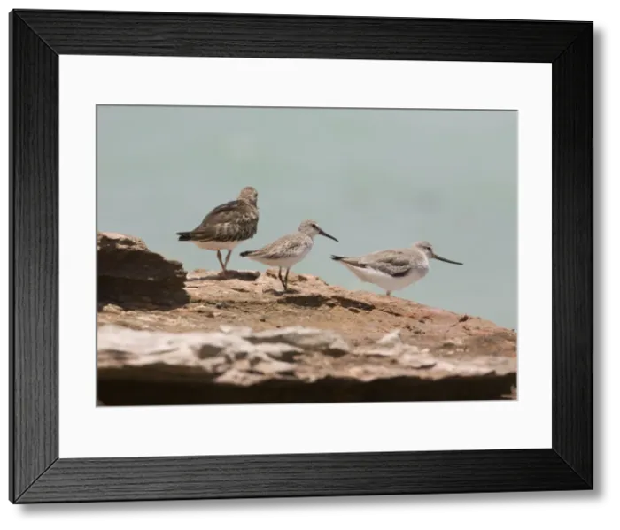Framed Print : Broad-billed Sandpiper in winter plumage Breeds in wet boggy areas of some parts of far north Europe and Asia. Winters southern Asia to Australia. Uncommon. At Roebuck Bay, Western Australia