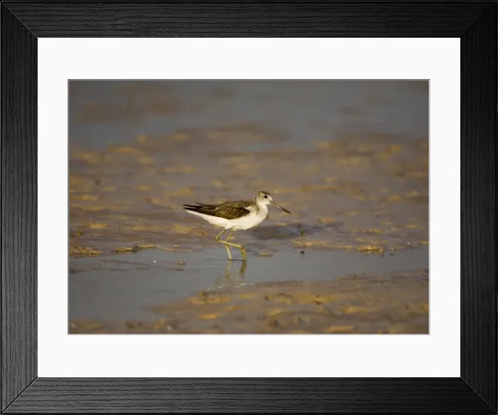 Framed Print : Greenshank At Roebuck Bay, Broome, Western Australia. Breeds northern Europe and Asia and winters from Africa across to Australia Framed Print : Greenshank At Roebuck Bay, Broome, Western Australia. Breeds northern Europe and Asia and winters from Africa across to Australia