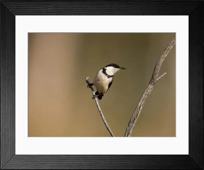 Framed Print : Banded Honeyeater - immature Found across the Top End from the Kimberley to far north Queensland, in eucalypt forests, woodlands, mangroves and tree-lined rivers. At a drying pool along the Gibb River Road, Kimberley, Western Australia Framed Print : Banded Honeyeater - immature Found across the Top End from the Kimberley to far north Queensland, in eucalypt forests, woodlands, mangroves and tree-lined rivers. At a drying pool along the Gibb River Road, Kimberley, Western Australia