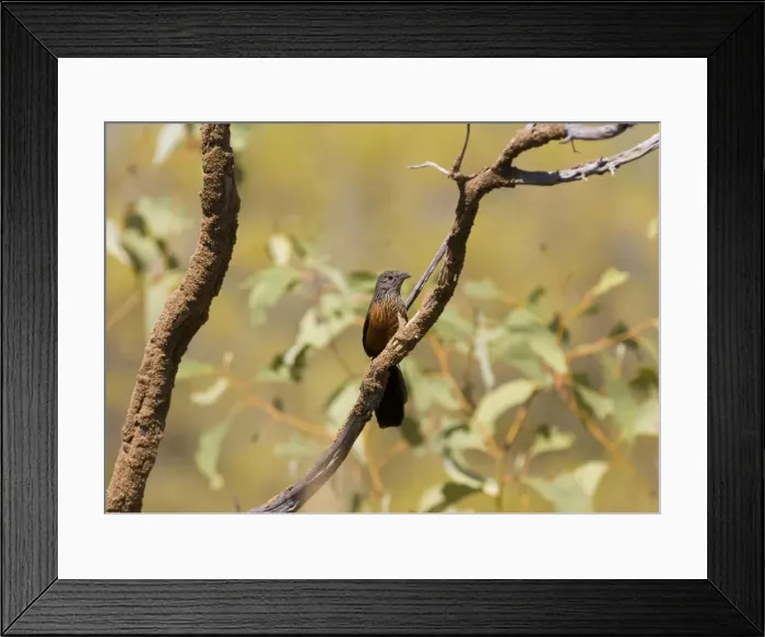 Framed Print : Black Grasswren - female A rare Australian grasswren confined to huge sandstone gorges and tumbled boulders intermixed with scattered shrubs and spinifex in the far north of the Kimberley in northwest Western Australia Framed Print : Black Grasswren - female A rare Australian grasswren confined to huge sandstone gorges and tumbled boulders intermixed with scattered shrubs and spinifex in the far north of the Kimberley in northwest Western Australia