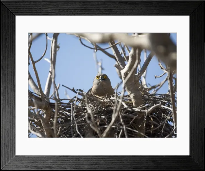Framed Print : Brown Goshawk - brooding chicks At Broome Bird Observatory, Western Australia. A common bird found in most wooded areas throughout Australia Framed Print : Brown Goshawk - brooding chicks At Broome Bird Observatory, Western Australia. A common bird found in most wooded areas throughout Australia
