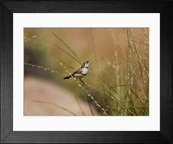 Framed Print : Double-barred Finch - eating Spinifex, Triodia sp. seeds This is the black rumped subspecies found in the Kimberley, northern Northern Territory and just into Queensland. Inhabits grassy woodlands and scrublands within reach of water Framed Print : Double-barred Finch - eating Spinifex, Triodia sp. seeds This is the black rumped subspecies found in the Kimberley, northern Northern Territory and just into Queensland. Inhabits grassy woodlands and scrublands within reach of water