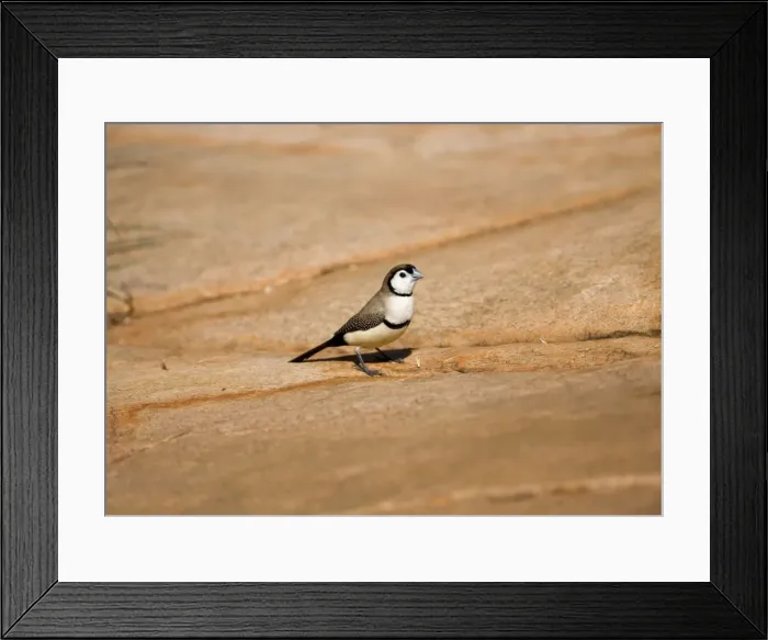 Framed Print : Double-barred Finch This is the black rumped subspecies found in the Kimberley, northern Northern Territory and just into Queensland. Inhabits grassy woodlands and scrublands within reach of water Framed Print : Double-barred Finch This is the black rumped subspecies found in the Kimberley, northern Northern Territory and just into Queensland. Inhabits grassy woodlands and scrublands within reach of water