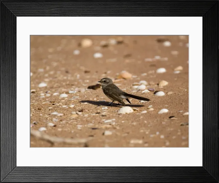 Framed Print : Mangrove Grey Fantail Inhabits mangroves and sometimes adjacent vegetation along the north coast of Western Australia. Less common across Northern Territory and into Queensland. In mangroves at Crab Creek, Roebuck Bay, Western Australia Framed Print : Mangrove Grey Fantail Inhabits mangroves and sometimes adjacent vegetation along the north coast of Western Australia. Less common across Northern Territory and into Queensland. In mangroves at Crab Creek, Roebuck Bay, Western Australia