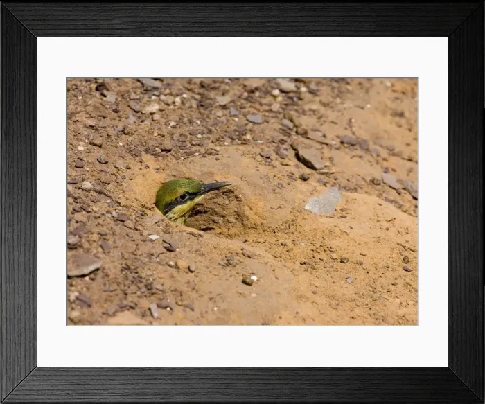 Framed Print : Rainbow Bee-eater - chick in nest hole Nesting in the middle of the Mt Barnett camping ground, Gibb River Road, Kimberley, Western Australia. Inhabits open woodland throughout Australia Framed Print : Rainbow Bee-eater - chick in nest hole Nesting in the middle of the Mt Barnett camping ground, Gibb River Road, Kimberley, Western Australia. Inhabits open woodland throughout Australia
