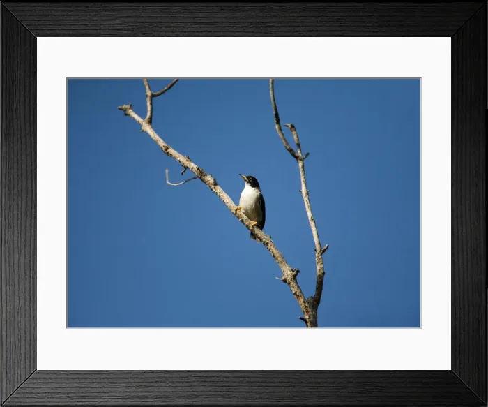 Framed Print : Varied Sitella / White-winged Sitella. This subspecies found in the Kimberley, northern Northern Territory and northwest and central Queensland. Inhabits tropical woodland. At Mitchell Plateau near the campground Framed Print : Varied Sitella / White-winged Sitella. This subspecies found in the Kimberley, northern Northern Territory and northwest and central Queensland. Inhabits tropical woodland. At Mitchell Plateau near the campground