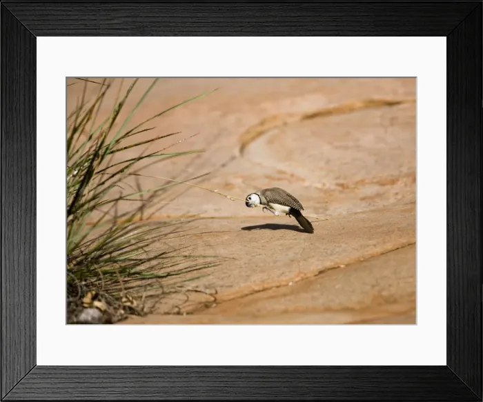 Framed Print : Double-barred Finch eating Spinifex, Triodia sp. seeds This is the black rumped subspecies found in the Kimberley, northern Northern Territory and just into Queensland. Inhabits grassy woodlands and scrublands within reach of water Framed Print : Double-barred Finch eating Spinifex, Triodia sp. seeds This is the black rumped subspecies found in the Kimberley, northern Northern Territory and just into Queensland. Inhabits grassy woodlands and scrublands within reach of water