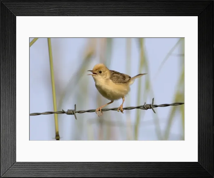 Framed Print : Golden-headed Cisticola male calling Found across the Top End, the east coast and Victoria and just into South Australia. Inhabits long grasses usually but not always near wet areas. At Mt Barnett sewage pond, Kimberley, Western Australia Framed Print : Golden-headed Cisticola male calling Found across the Top End, the east coast and Victoria and just into South Australia. Inhabits long grasses usually but not always near wet areas. At Mt Barnett sewage pond, Kimberley, Western Australia