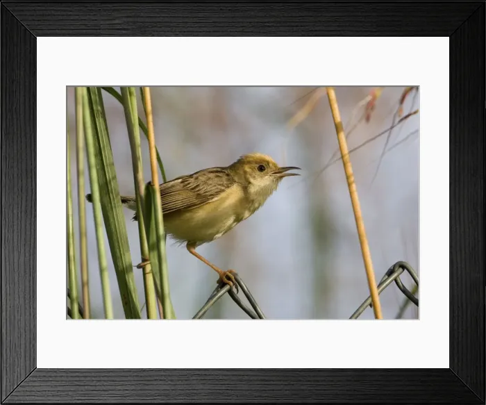 Framed Print : Golden-headed Cisticola male Found across the Top End, the east coast and Victoria and just into South Australia. Inhabits long grasses usually but not always near wet areas Framed Print : Golden-headed Cisticola male Found across the Top End, the east coast and Victoria and just into South Australia. Inhabits long grasses usually but not always near wet areas