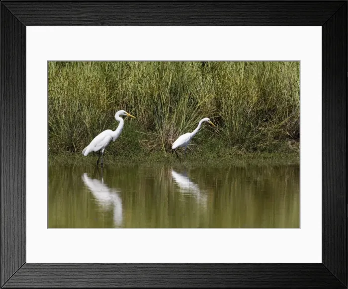 Framed Print : Great Egret and Intermediate Egret (Egretta intermedia) size comparison When seen alone these 2 species can sometimes be confusing. The rule of thumb is that the Intermediate Egret has a neck the same length as the body Framed Print : Great Egret and Intermediate Egret (Egretta intermedia) size comparison When seen alone these 2 species can sometimes be confusing. The rule of thumb is that the Intermediate Egret has a neck the same length as the body