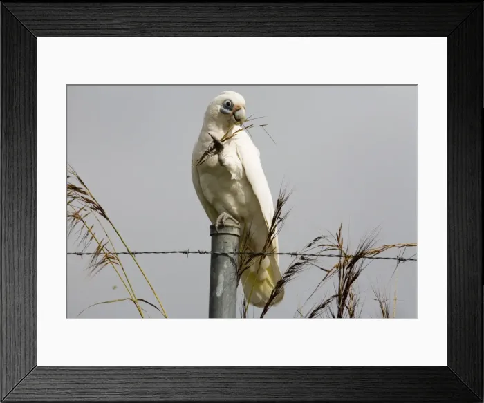 Framed Print : Little Corella eating a seed head Inhabits open woodland, mallee, mulga and tree-lined waterways in much of Australia except for the great deserts of Western Australia. At Mt Barnett, Gibb River Road, Kimberley, Western Australia Framed Print : Little Corella eating a seed head Inhabits open woodland, mallee, mulga and tree-lined waterways in much of Australia except for the great deserts of Western Australia. At Mt Barnett, Gibb River Road, Kimberley, Western Australia