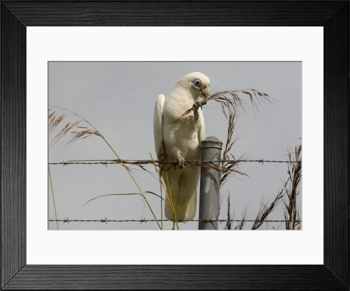 Framed Print : Little Corella eating grass seeds Inhabits open woodland, mallee, mulga and tree-lined waterways in much of Australia except for the great deserts of Western Australia. At Mt Barnett, Gibb River Road, Kimberley, Western Australia Framed Print : Little Corella eating grass seeds Inhabits open woodland, mallee, mulga and tree-lined waterways in much of Australia except for the great deserts of Western Australia. At Mt Barnett, Gibb River Road, Kimberley, Western Australia