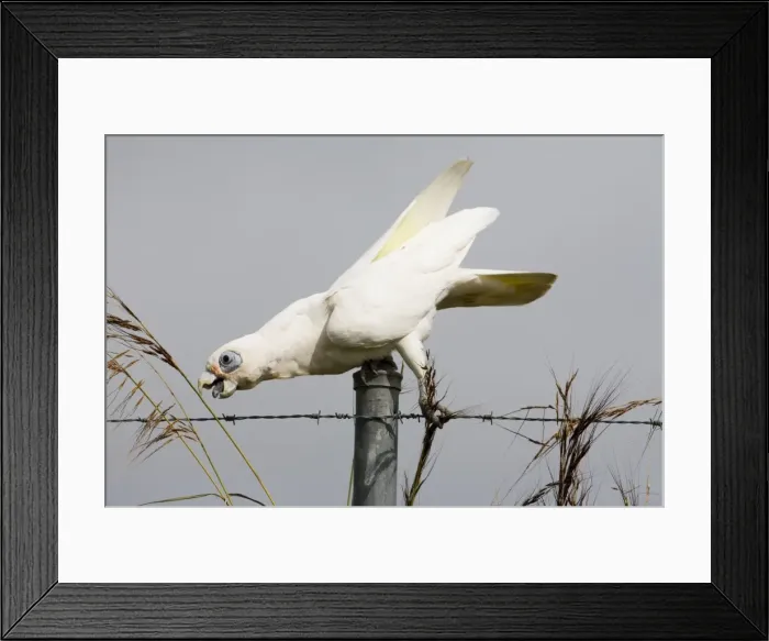 Framed Print : Little Corella reaching for a seed head Inhabits open woodland, mallee, mulga and tree-lined waterways in much of Australia except for the great deserts of Western Australia. At Mt Barnett, Gibb River Road, Kimberley, Western Australia Framed Print : Little Corella reaching for a seed head Inhabits open woodland, mallee, mulga and tree-lined waterways in much of Australia except for the great deserts of Western Australia. At Mt Barnett, Gibb River Road, Kimberley, Western Australia