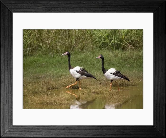 Framed Print : Magpie Geese, male and female Largely birds of the Top End from the Kimberley through to eastern Queensland with a few in New South Wales. Sometimes thousands on irrigated fields and crops. Also on grassy tropical floodplains Framed Print : Magpie Geese, male and female Largely birds of the Top End from the Kimberley through to eastern Queensland with a few in New South Wales. Sometimes thousands on irrigated fields and crops. Also on grassy tropical floodplains
